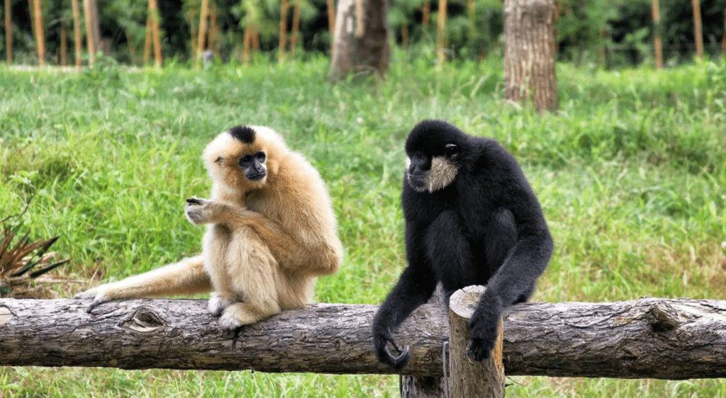 Hoollongapar Gibbon Sanctuary